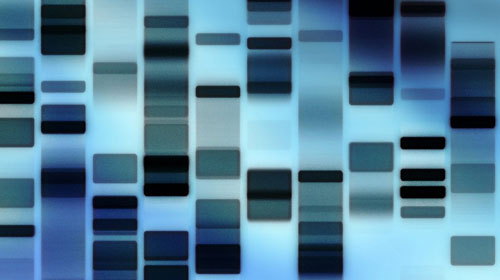 Profilo DNA Informativo (1 soggetto) 